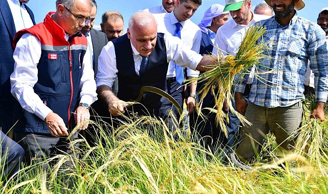Çitçi gibi biçerdöver kullandı, orakla pirinç hasadı yaptı
