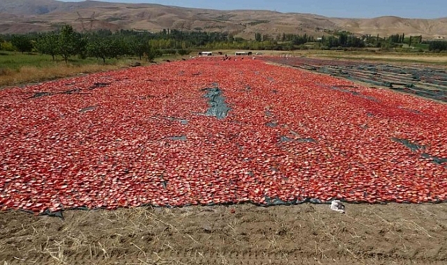 Domatesin kurusu yüz güldürüyor