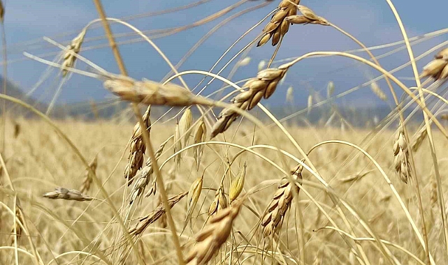 Genetiği bozulmamış 13 bin yıllık kavılca buğdayında hasat dönemi