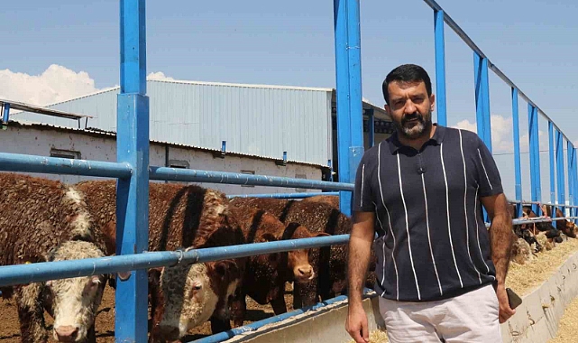 İthal büyükbaş, et fiyatlarını dengede tutuyor
