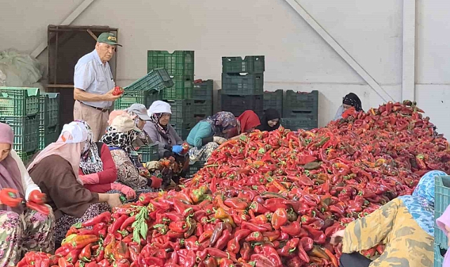 Kadınların ürettiği salçalar 25 yıldır Hollanda’ya ihraç ediliyor
