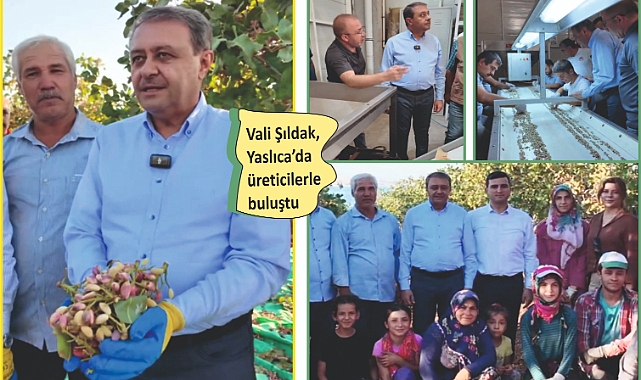 'Keten Köyneği Fıstığı'nda kavlatma zamanı
