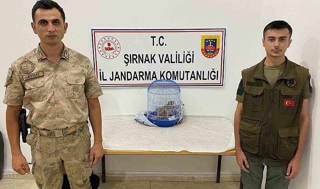 kınalı keklik avlayan şahıs jandarmaya yakalandı: 13 bin 922 TL ceza kesildi