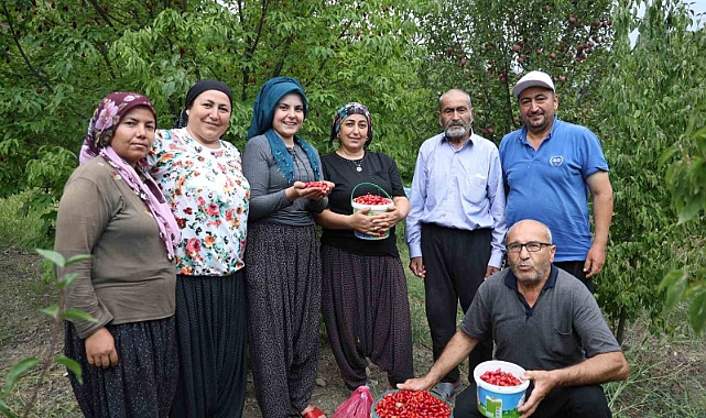 Kızılcık kirazının hasadı başladı