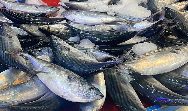 Palamutun tezgahlardaki krallığı sürüyor