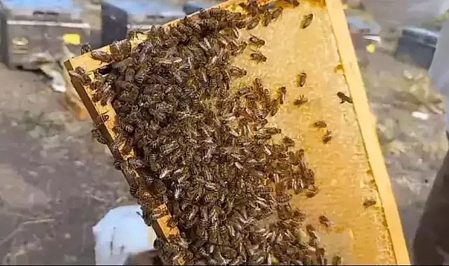 Sahte bal hem sağlığı hem de sektörü olumsuz etkiliyor