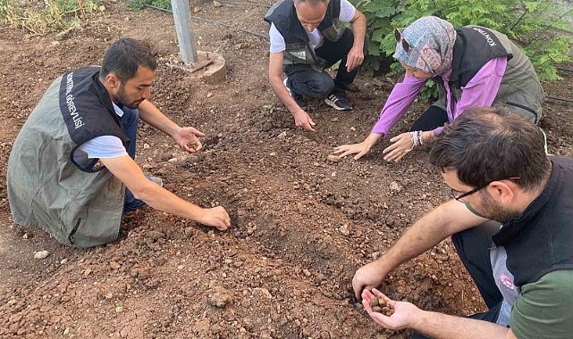 Salep üretimi için deneme alanı kuruldu
