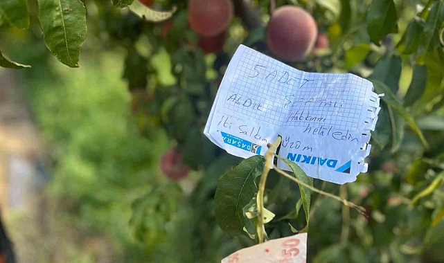 Şeftali ağacına asılan not kalpleri ısıttı