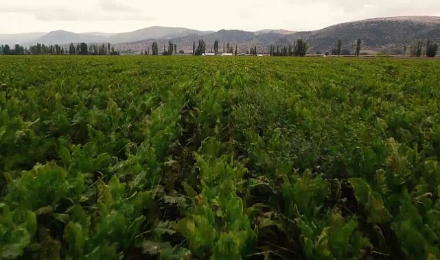 Şeker pancarının tatlı yolculuğu