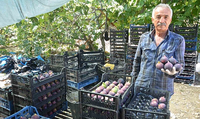 Siyah incir hasadı tamamlandı