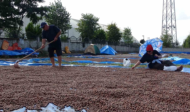 Üreticilerin zorlu fındık kurutma mesaisi