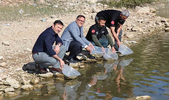 100 bin pullu sazan yavrusu bırakıldı