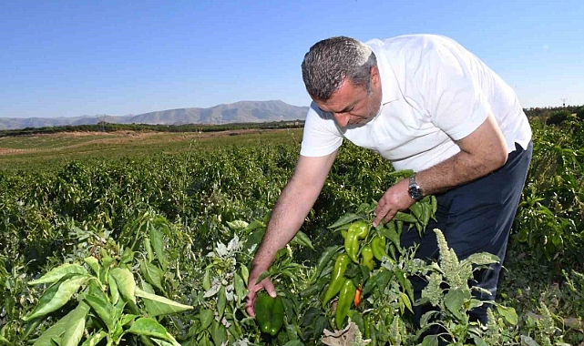 ABD’nin kapya biberi Malatya’dan