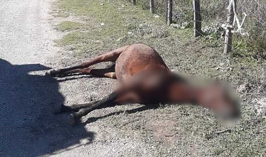 Atı silahla vurup, yol kenarına attılar
