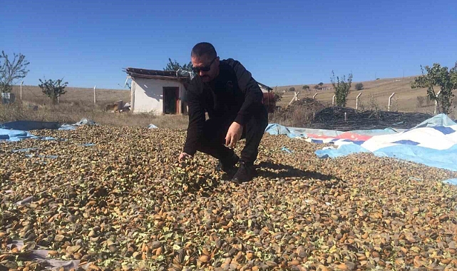 Badem hasadı başladı