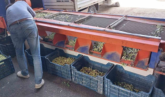 Bahçeden sofralara zeytinyağı yolculuğu başladı