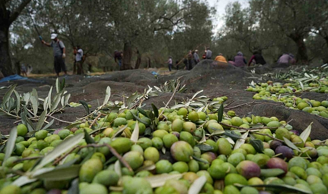 Bilinenin aksine siyah ve yeşil zeytin ağaçları ayrı değil