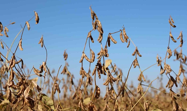 Bu yıl 35 bin dekar soya fasulyesi ekildi