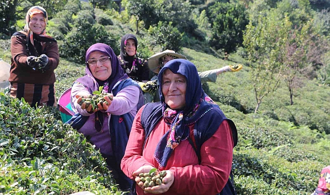 Çayın yaprağı da çöpü de tohumu da para ediyor