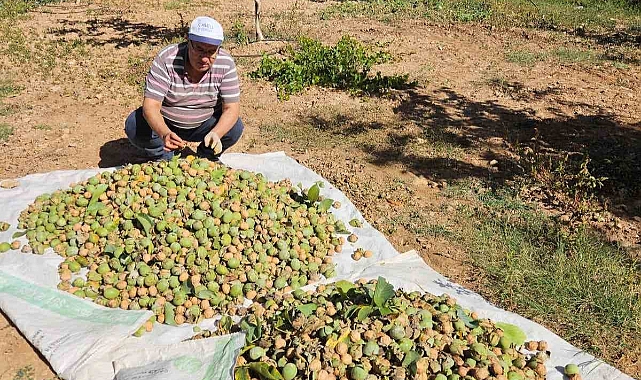 Ceviz hasadı başladı