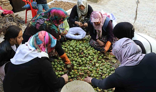 Ceviz hasadı uzun sırıklarla yapılıyor