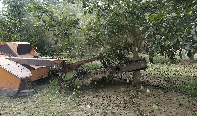 Ceviz hasadından 60 bin ton rekolte bekleniyor