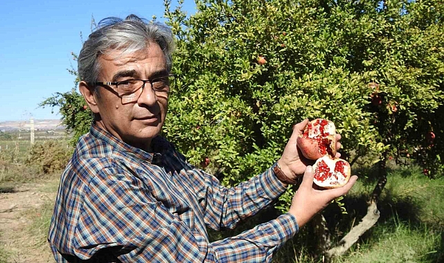 Çiftçiler nar hasadına hazırlanıyor