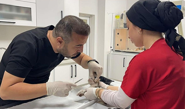 Çöpte bulunan yavru kedinin gözü ampute edildi