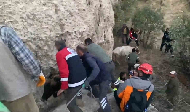 Çukurda mahsur kalan inekler kurtarıldı