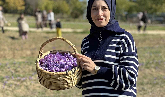 ‘Dünyanın en pahalı baharatı’ safranı hasat etmek için soluğu tarlalarda aldılar