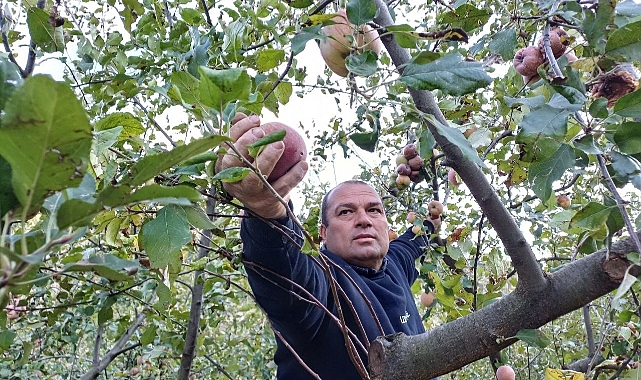 Elma hasadı erken yapıldı