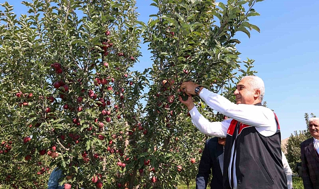 Elma hasadından 25 milyon lira gelir bekleniyor