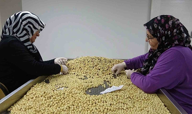 Fındıkta hasat ve kurutma bitti; kırma, kavurma ve paketleme dönemi başladı
