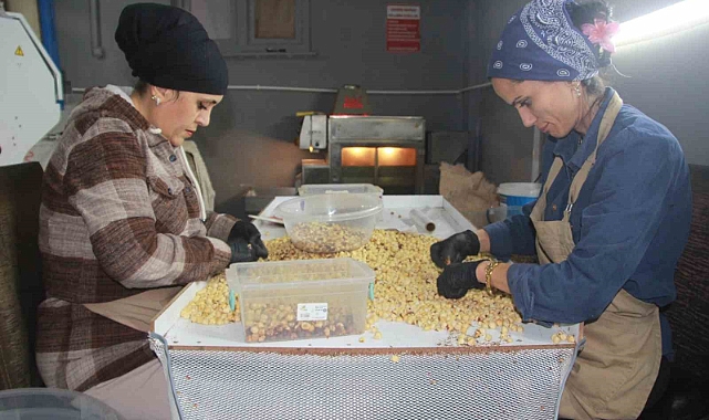 Hasadı biten fındıkta kırma ve kavurma dönemi