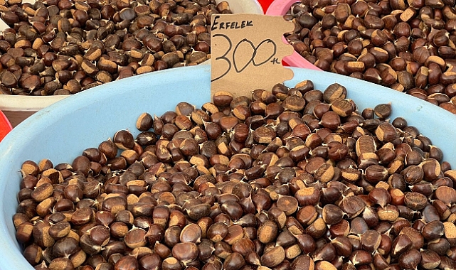 Kestane hasadı başladı