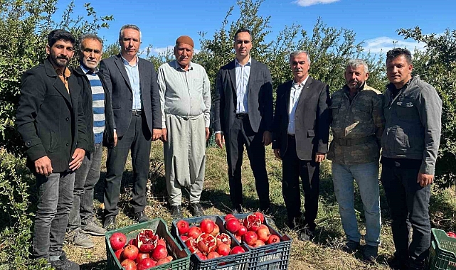 Nar hasadı başladı