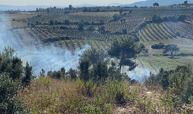 Otluk alanda başlayan yangın zeytin ağaçlarına sıçradı