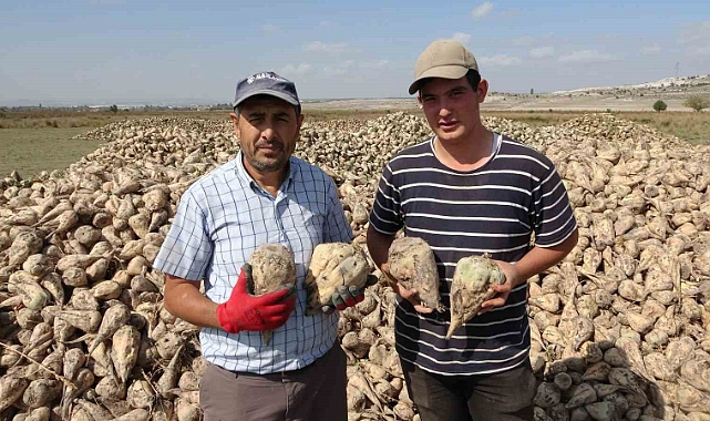 Pancar hasadı başladı
