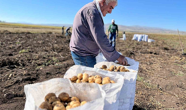 Patates hasadı başladı