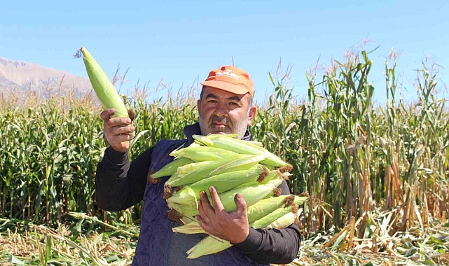 Silajlık mısır hasadı yapıldı
