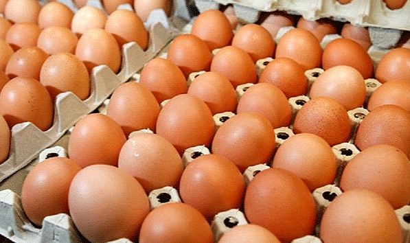 Tavuk yumurtası üretimi yıllık yüzde 2,8 arttı