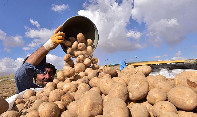 Türkiye’nin patates ambarlarından Ahlat’ta hasat başladı