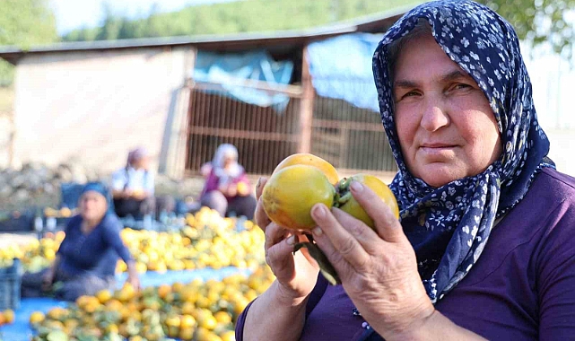 Yaş hurma 20, kurusu 200 lira