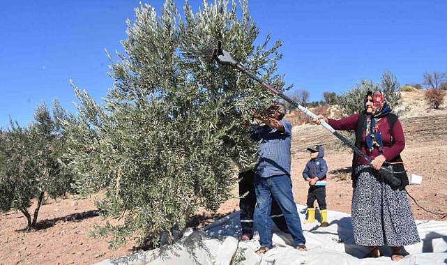 zeytin hasadı başladı