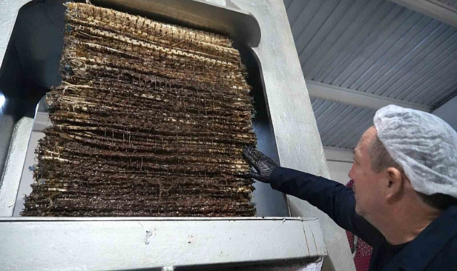 100 yıllık sistemler ile taş baskı zeytinyağı üretiliyor