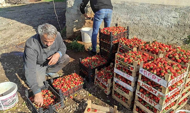 3 mevsim üretimi devam eden organik çilekte yılın son hasadı başladı