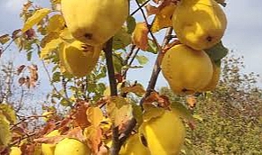 Ayva zamanı