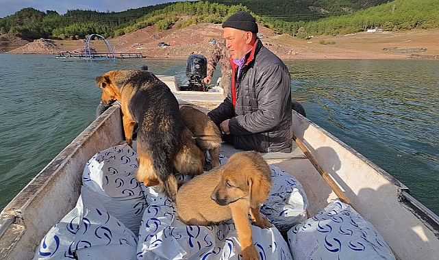 Balıkçı ile köpeklerin sıra dışı arkadaşlığı