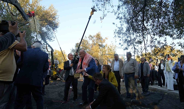 Bin yıllık zeytin ağacından hasat yapıldı