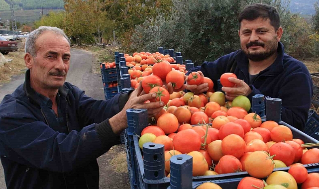 Bu sezon üreticisinin yüzü güldü: Kış mevsiminde açıkta domates hasadı sürüyor